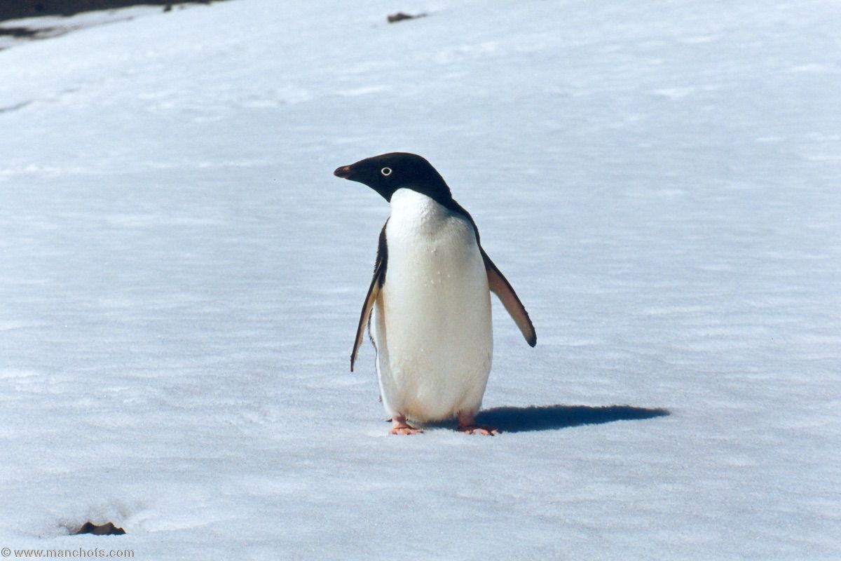 Adelie Penguin - Turret Point (South Shetland islands)