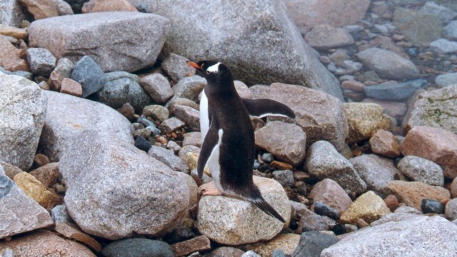 Manchot papou - Neko Harbor (Péninsule Antarctique)