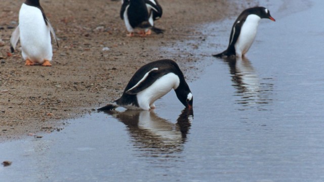 Manchots papous - Neko Harbor (Péninsule Antarctique)