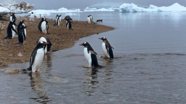 Manchots papous - Neko Harbor (Péninsule Antarctique)