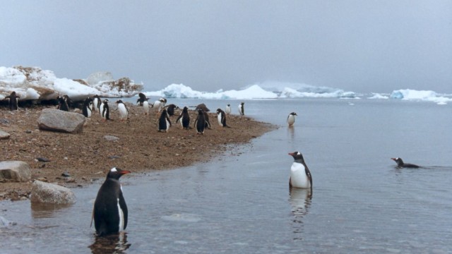 Manchots papous - Neko Harbor (Péninsule Antarctique)