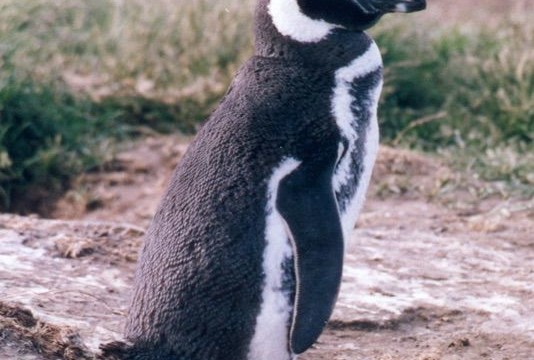 Manchot de Magellan - Seno Otway (Chili)