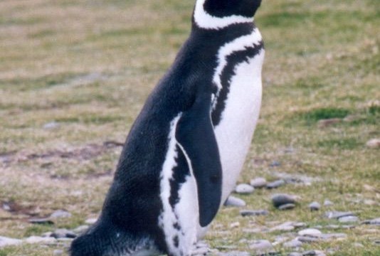 Manchot de Magellan - Seno Otway (Chili)