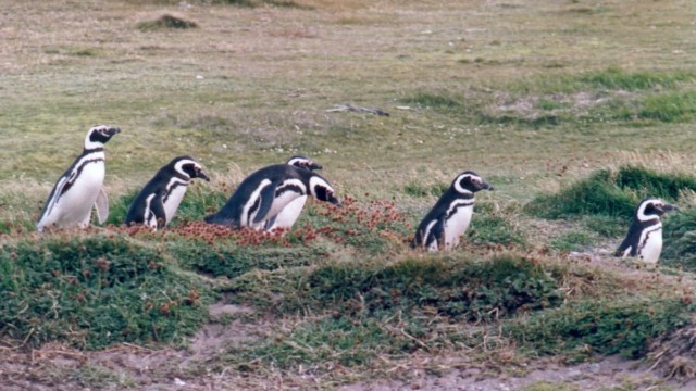 Manchots de Magellan - Seno Otway (Chili)
