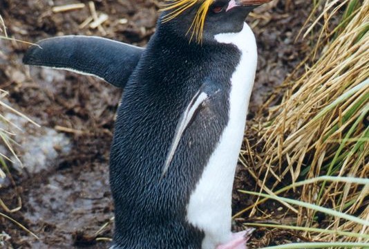 Gorfou Macaroni - Cooper Bay (île Géorgie du Sud)