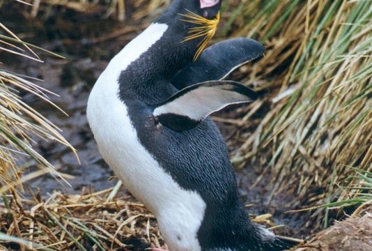 Gorfou Macaroni - Cooper Bay (île Géorgie du Sud)
