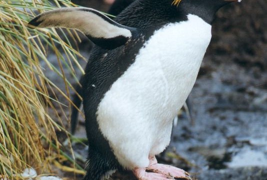 Gorfou Macaroni - Cooper Bay (île Géorgie du Sud)