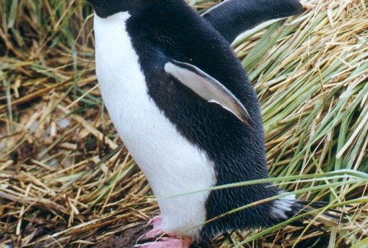 Gorfou Macaroni - Cooper Bay (île Géorgie du Sud)