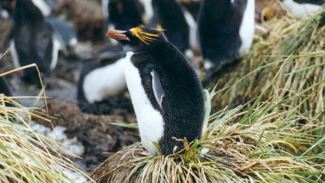Gorfou Macaroni - Cooper Bay (île Géorgie du Sud)