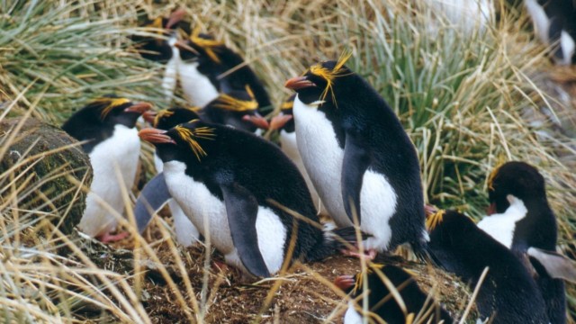 Gorfous Macaroni - Cooper Bay (île Géorgie du Sud)