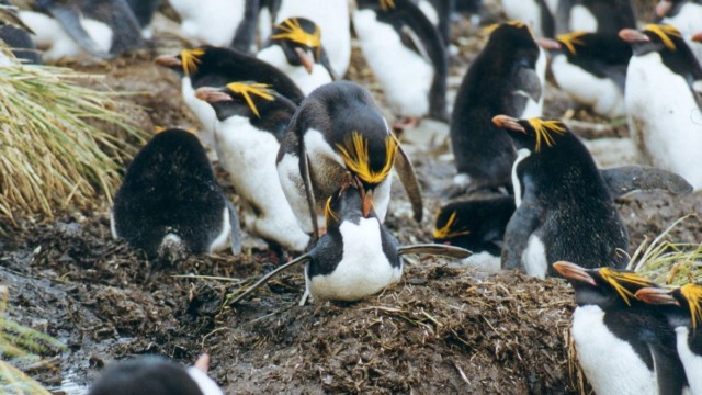 Accouplement de gorfous Macaroni - Cooper Bay (île Géorgie du Sud)