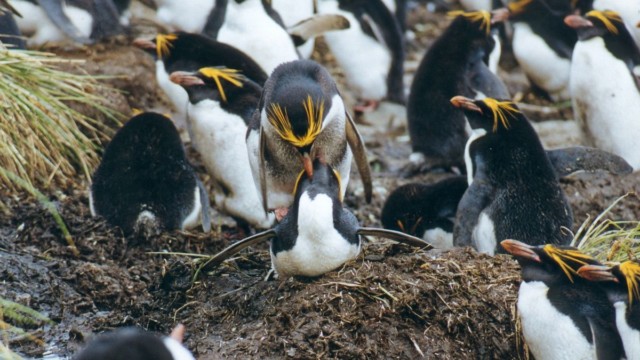 Accouplement de gorfous macaroni
