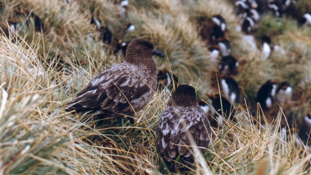 Skuas - Cooper Bay (île Géorgie du Sud)