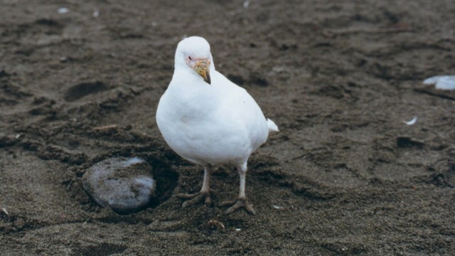Grand bec-en-fourreau - Gold Harbour (île Géorgie du Sud)