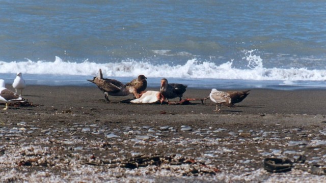 Manchot royal dévoré par pétrels géants et skuas - Salisbury - Salisbury Plain (île Géorgie du Sud)