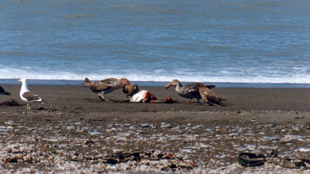 Manchot royal dévoré par pétrels géants et skua - Salisbury Plain (île Géorgie du Sud)