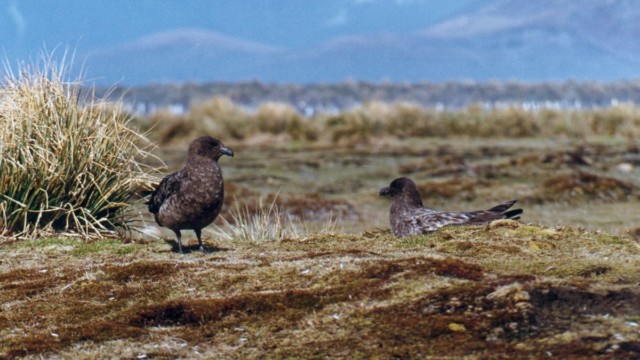 Skuas - Salisbury Plain (île Géorgie du Sud)