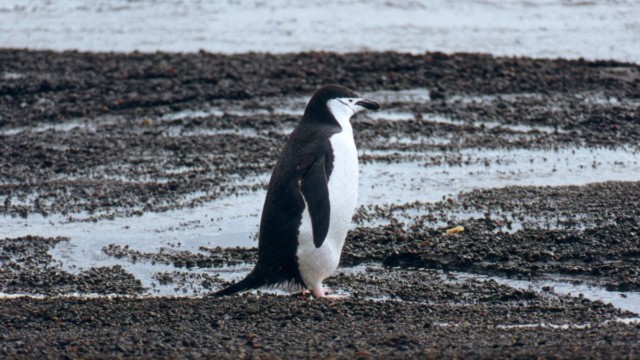 Manchot à jugulaire - île de la Déception (îles Shetland du Sud)