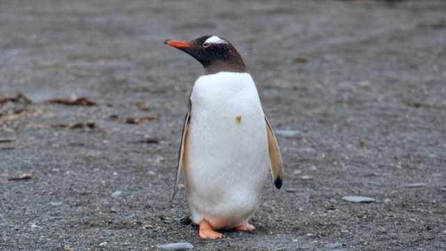 Manchot papou - île de la Déception (îles Shetland du Sud)