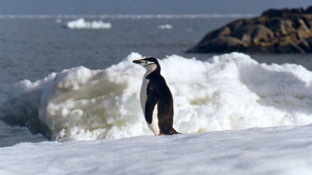 Manchot à jugulaire - Île de l'Eléphant (Îles Shetland du Sud)
