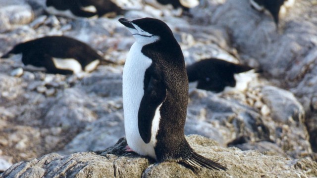Manchot à jugulaire - Île de l'Eléphant (Îles Shetland du Sud)
