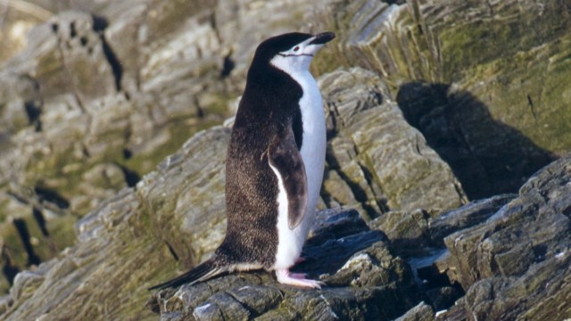 Manchot à jugulaire - Île de l'Eléphant (Îles Shetland du Sud)