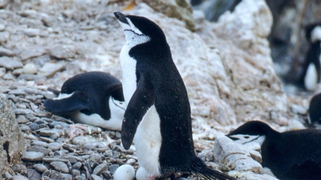 Manchot à jugulaire avec 2 œufs - île de l'Eléphant (îles Shetland du Sud)