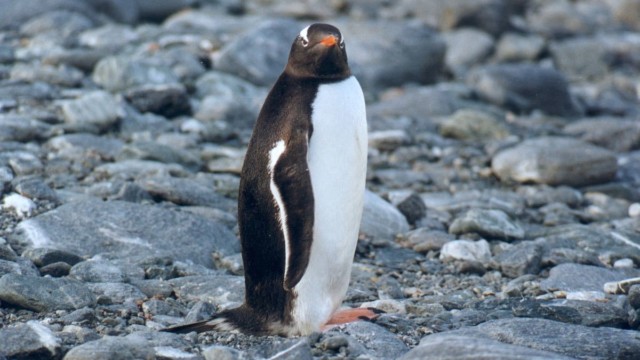 Manchot papou - Île de l'Eléphant (Îles Shetland du Sud)