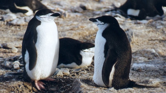 Manchots à jugulaire - Île de l'Eléphant (Îles Shetland du Sud)