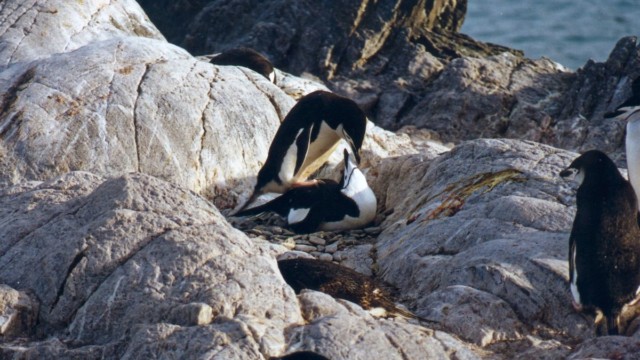 Accouplement de manchots à jugulaire