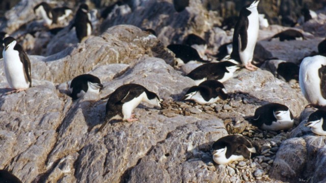 Construction de nid par un couple de manchots à jugulaire
