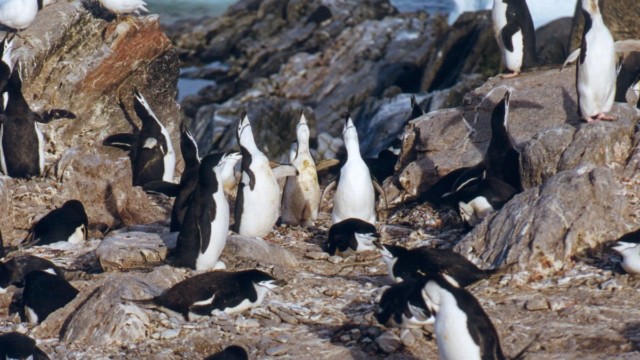 Vocalises par manchots à jugulaire - île de l'Éléphant (îles Shetland du Sud)