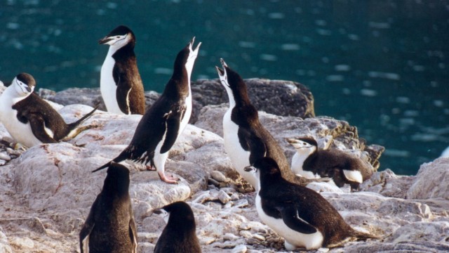 Vocalises par manchots à jugulaire - île de l'Éléphant (îles Shetland du Sud)