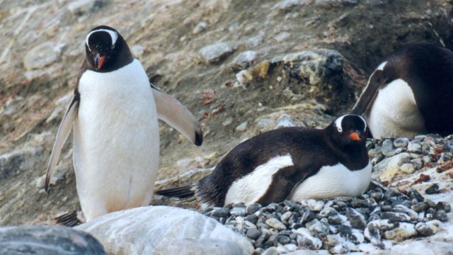 Manchots papous et nid - Île de l'Eléphant (Îles Shetland du Sud)