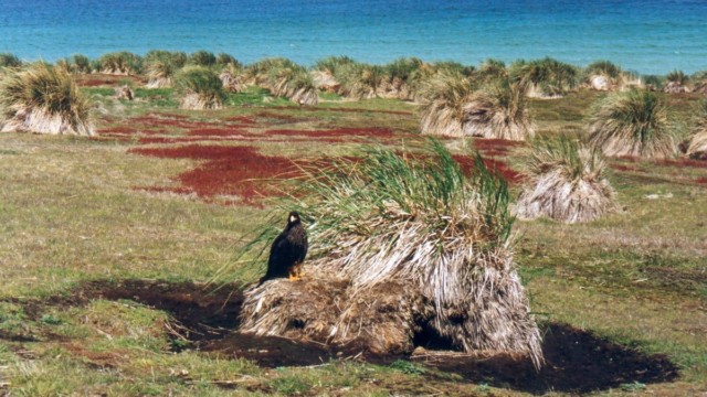Caracara de Forster - Île Carcass (Malouines)
