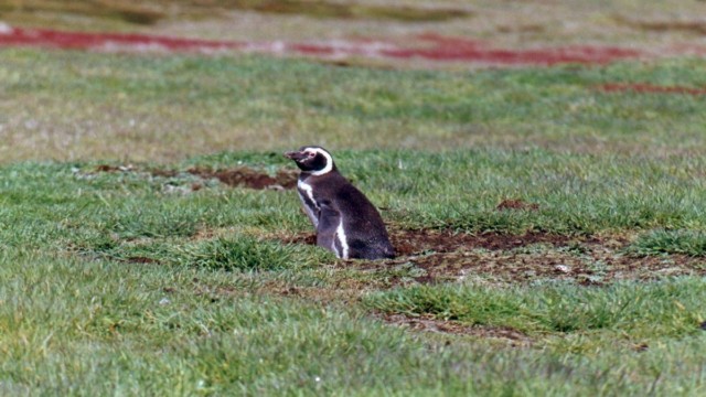 Manchot de Magellan - Île Carcass (Malouines)
