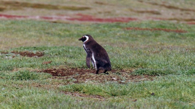 Manchot de Magellan - Île Carcass (Malouines)