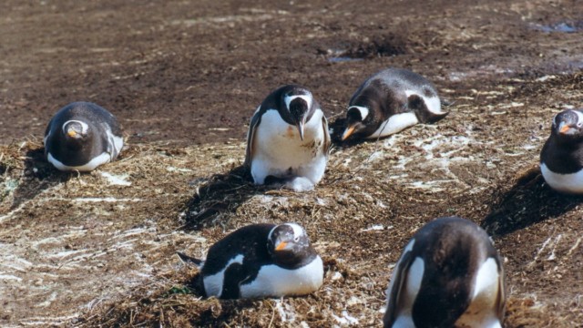 Manchot papou et son poussin - Île Carcass (Malouines)