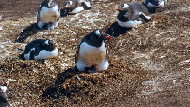 Manchot papou et son poussin - Île Carcass (Malouines)