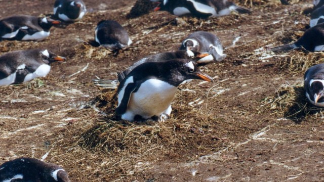 Manchot papou et son poussin - Île Carcass (Malouines)