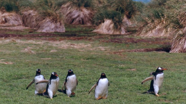 Manchots papous- Île Carcass (Malouines)