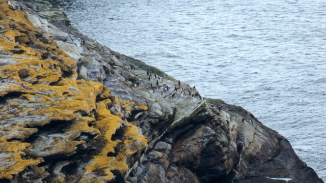 Falaise, passage des gorfous depuis la mer - île West Point (Malouines)