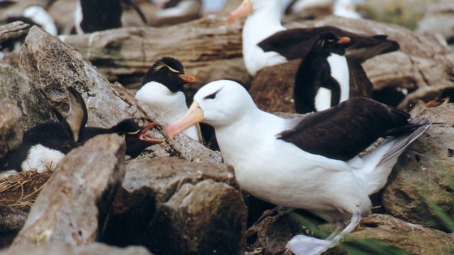 Gorfou sauteur et albatros à sourcils noirs - île West Point (Malouines)