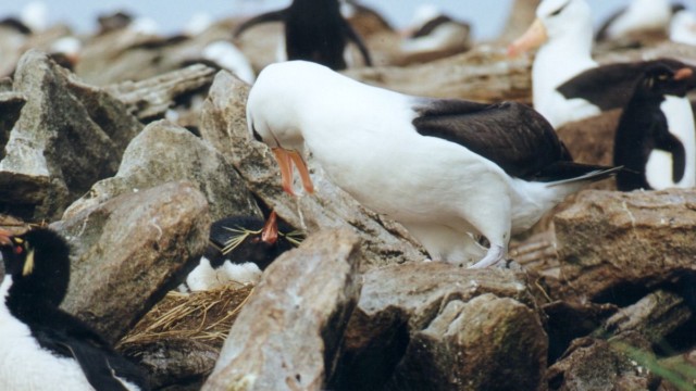 Gorfou sauteur et albatros à sourcils noirs - île West Point (Malouines)