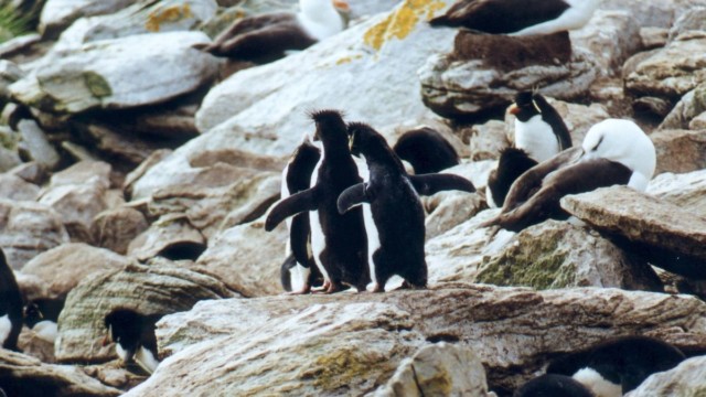 Gorfous sauteur - île West Point (Malouines)