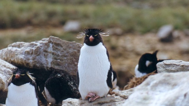 Gorfou sauteur - New Island (Malouines)