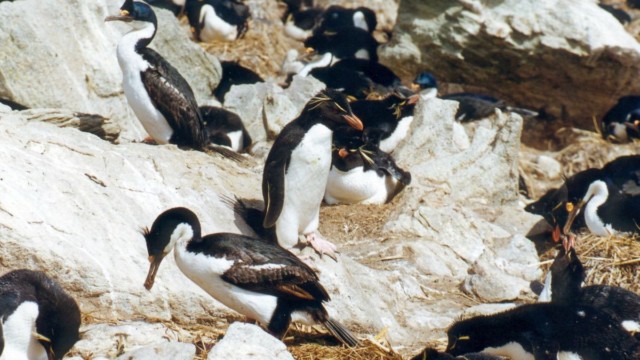 Gorfou sauteur - New Island (Malouines)