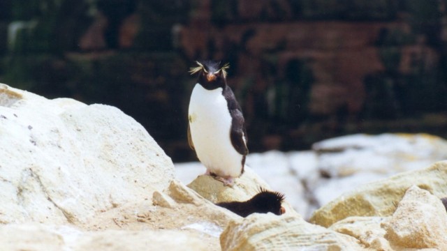 Gorfou sauteur - New Island (Malouines)