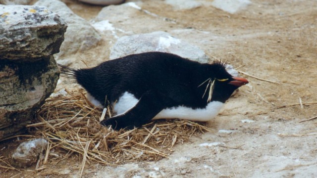 Gorfou sauteur - New Island (Malouines)