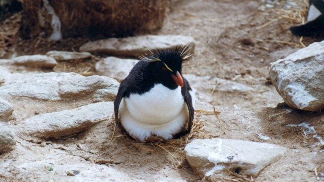 Gorfou sauteur - New Island (Malouines)